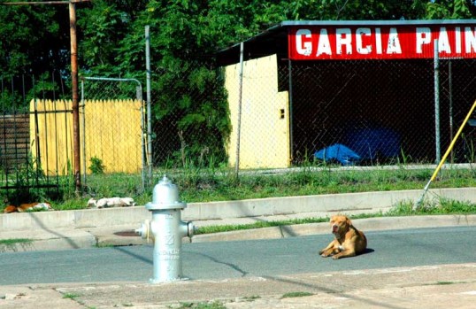 The pitbull is awake