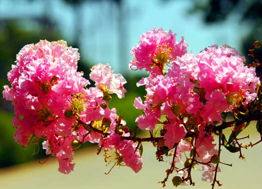 Crape Myrtle blooms.