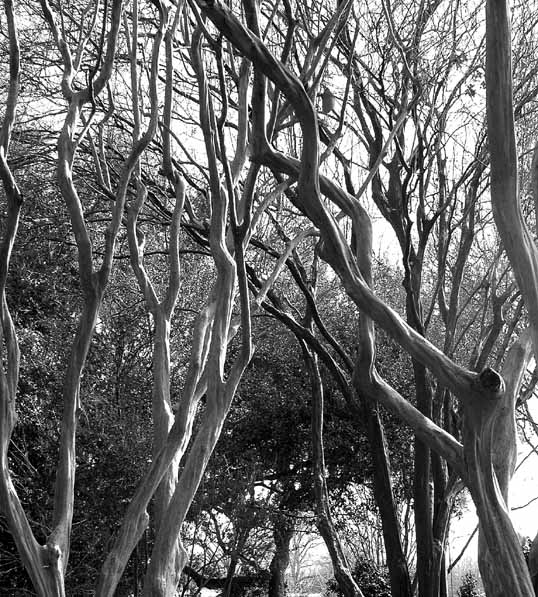 Crape Myrtle grove at the Dallas Arboretum