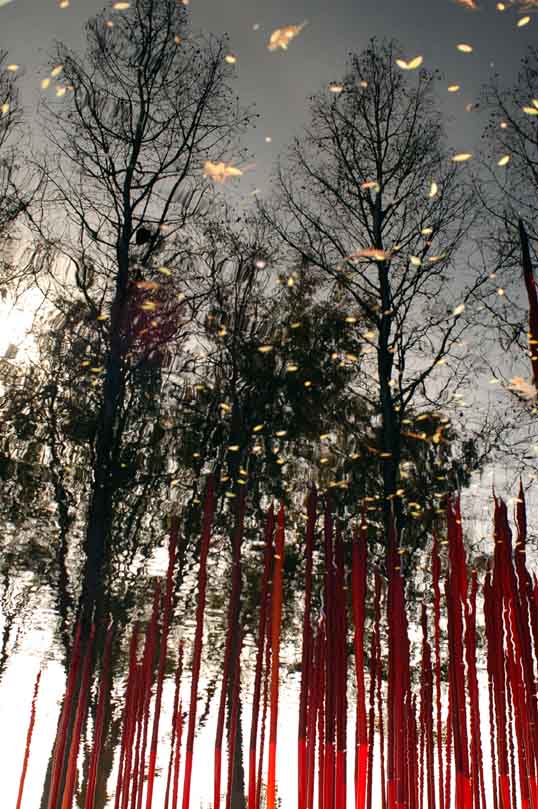 Trees reflected in a pond, inverted, with Chihuly, Red Reeds