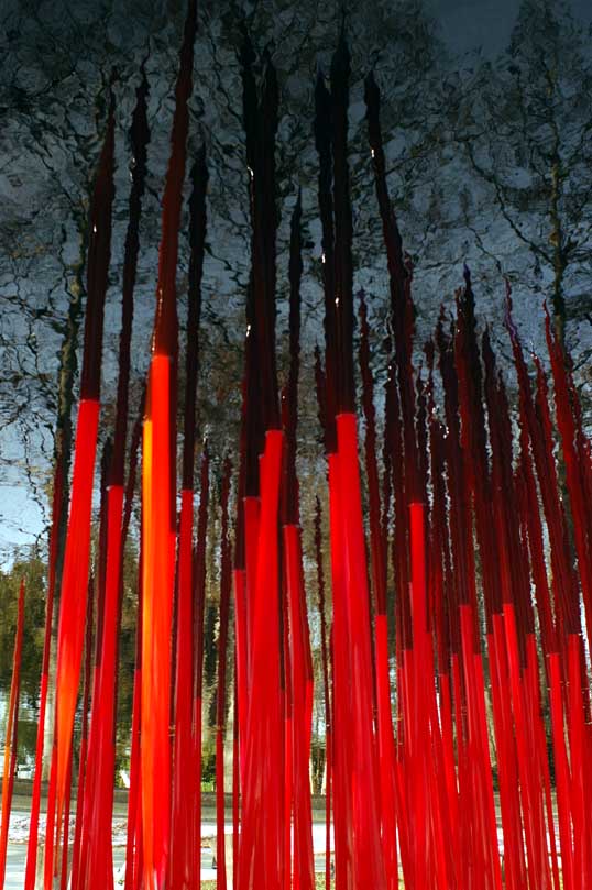 Trees reflected in a pond, inverted, with Chihuly, Red Reeds