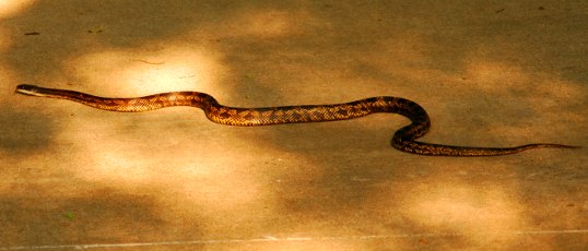 I think this is a bullsnake.