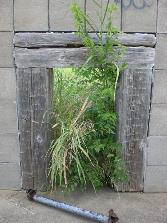 A Place to Gather - by Linnea Glatt. The weeds are taking over.