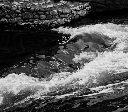 Dallas Wave (click to enlarge)