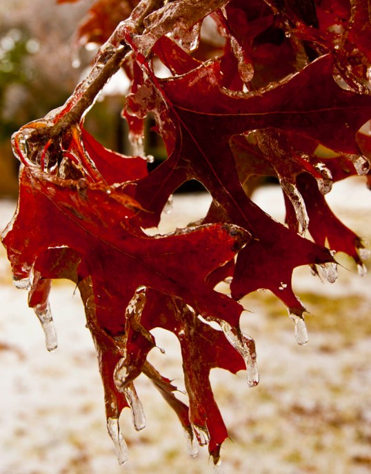 The trees that still had their leaves, mostly oaks, were the ones to suffer the most. (click to enlarge)