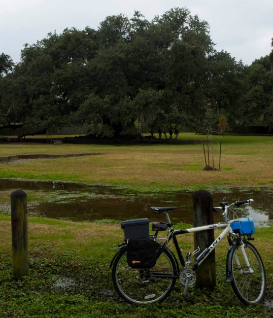 My commuter bike by the Etienne de Boré Oak - Audubon Park, New Orleans (click to enlarge)