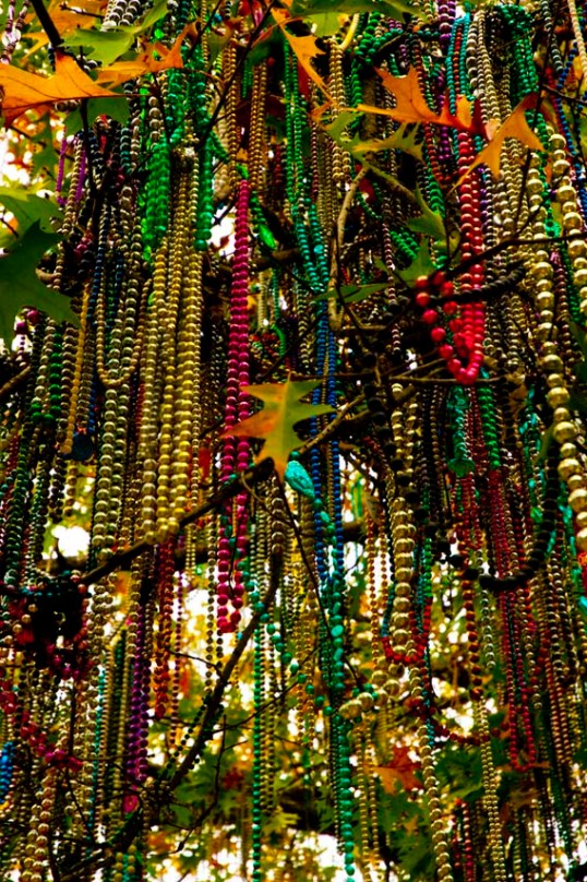 Bead Tree, Gibson Quad, Tulane, New Orleans, Louisiana