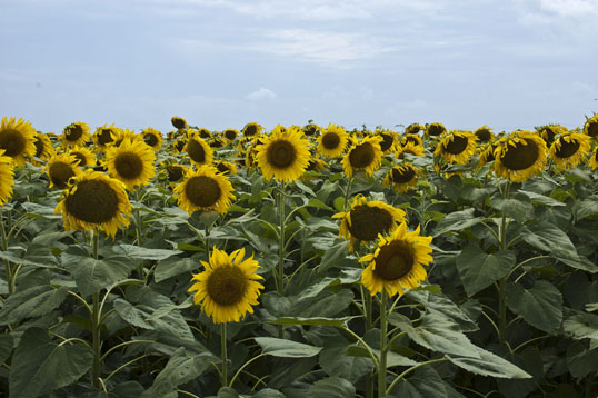 (click for larger version on Flickr)