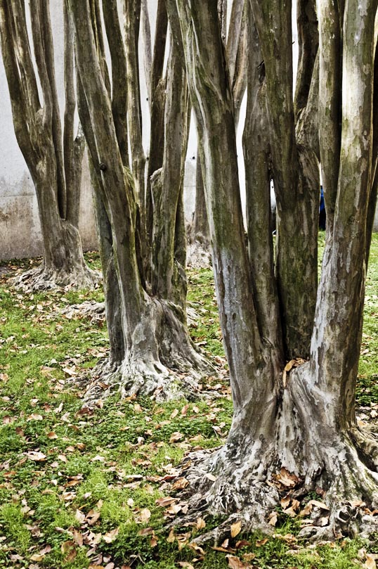 Crepe Myrtles Houston, Texas
