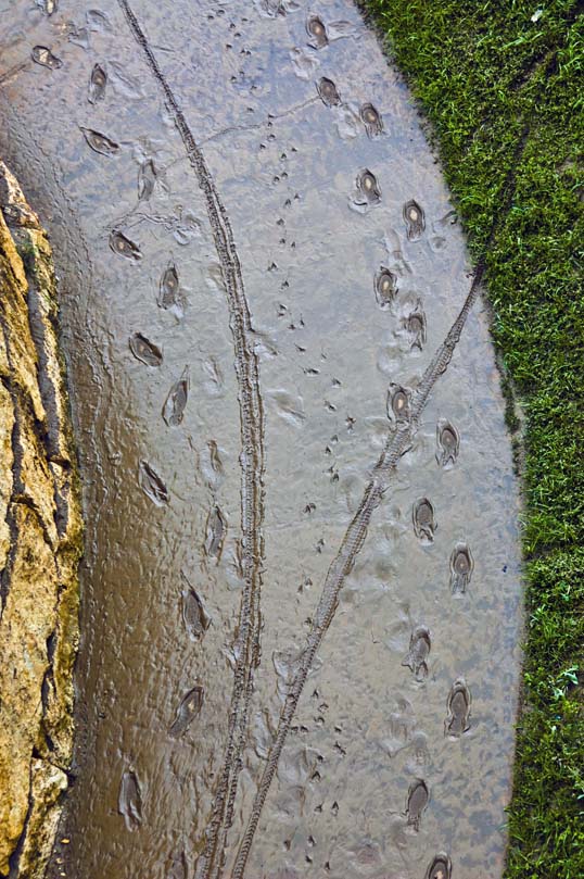The Trinity River was still boiling, but it had obviously been higher a couple days earlier. The dropping river left it's burden of mud. Soon enough all will be  dust. 