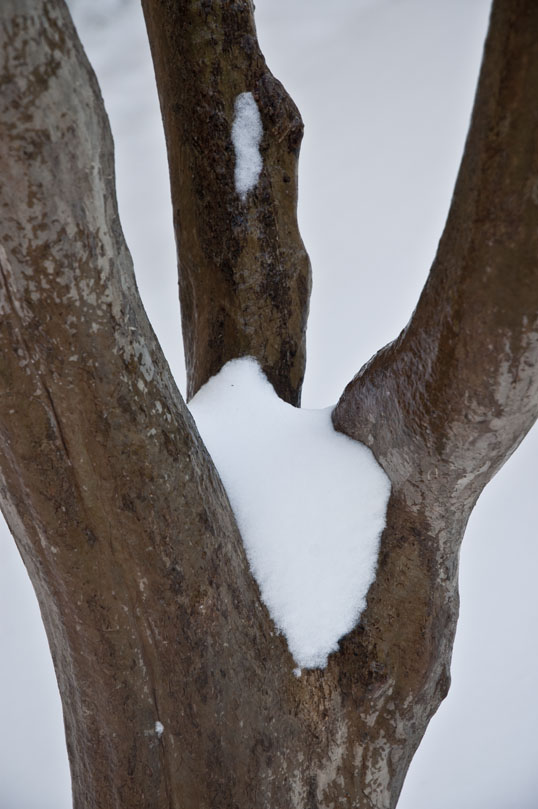 Crepe Myrtle trunk in the snow