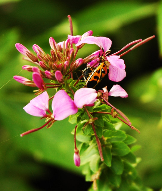 Dallas Arboretum Dallas, Texas