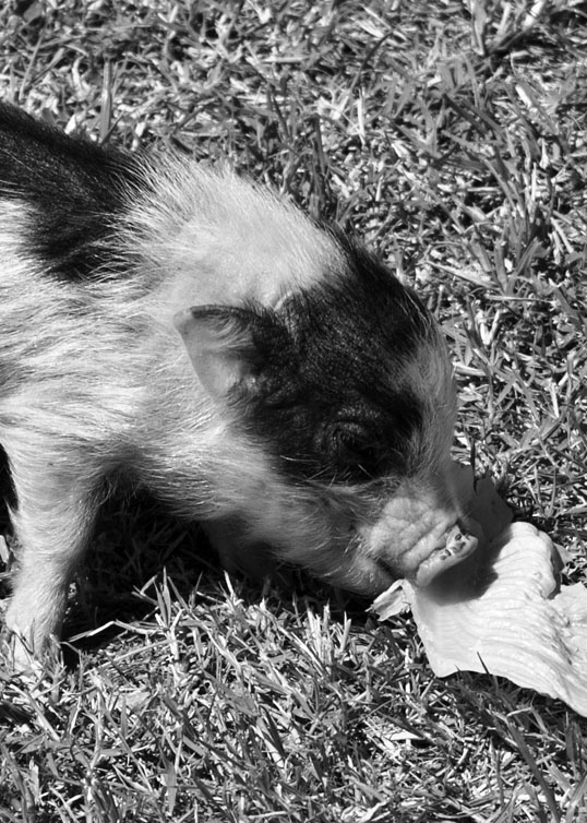 petting zoo at Rodeo Ranch Dallas, Texas